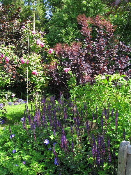 Gartensalbei – Salvia nemorosa ´Caradonna`
